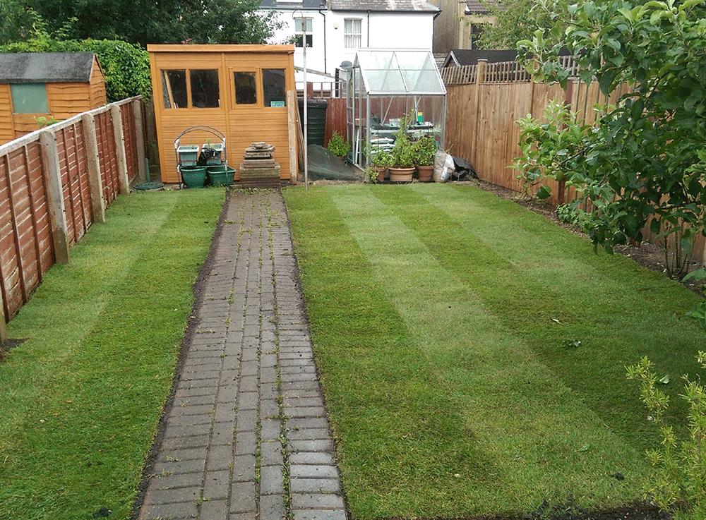 Laid Lawn in rear gardenw ith shed